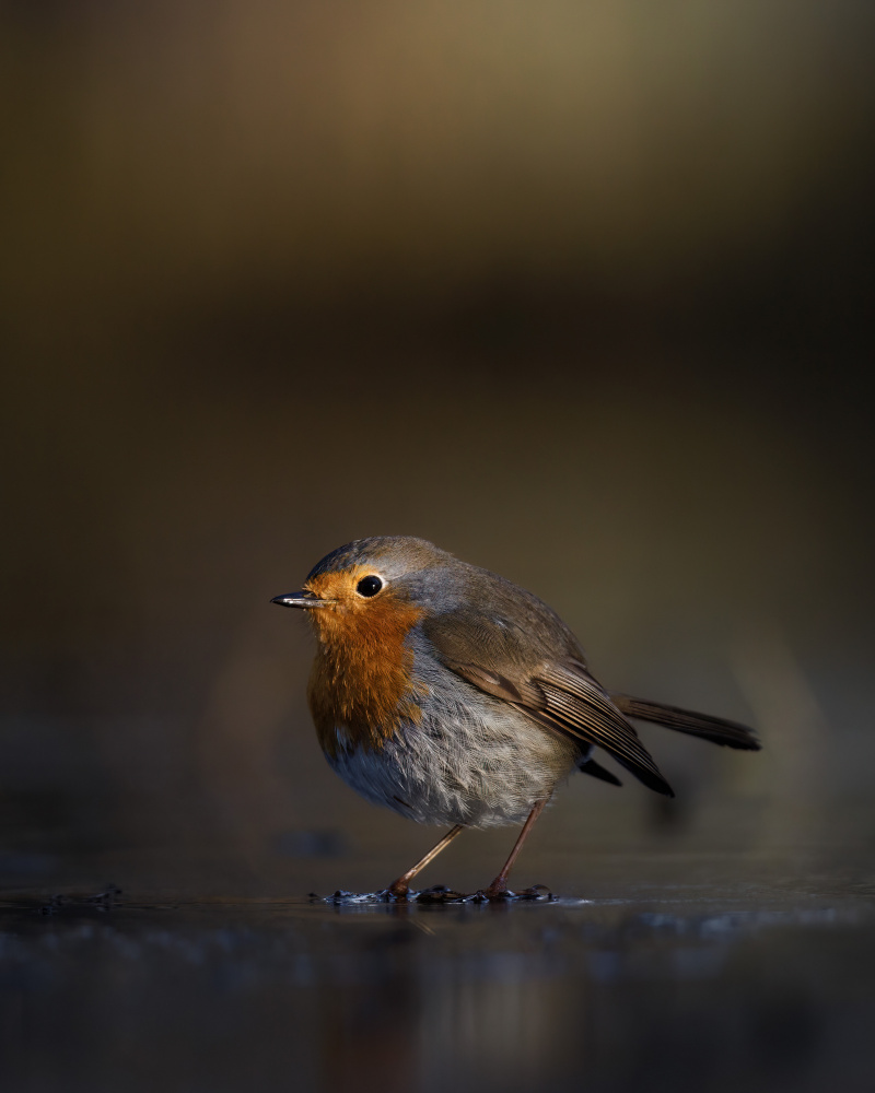 Robin eating a cold dish von Magnus Renmyr