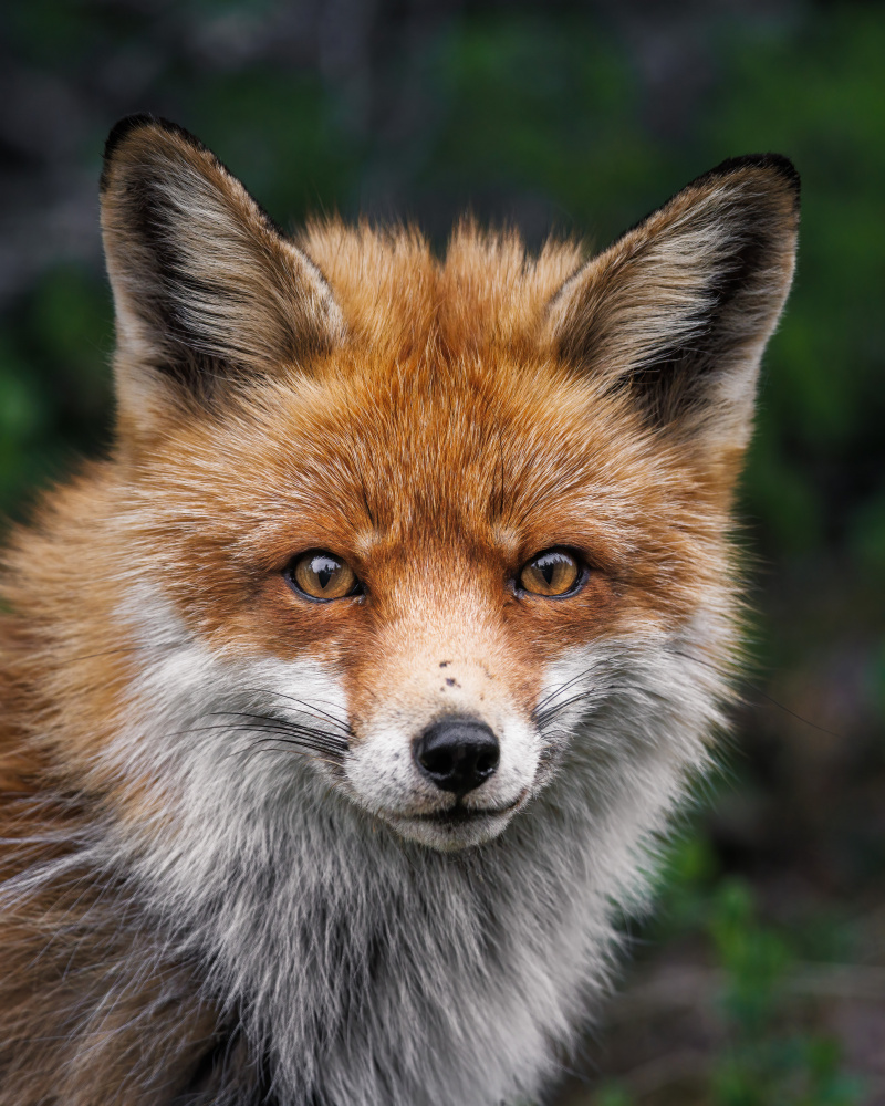 Red fox von Magnus Renmyr