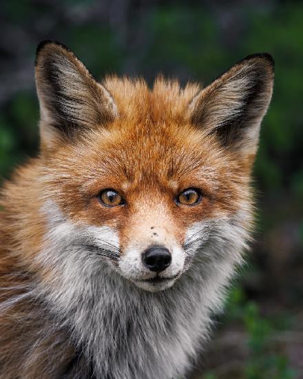 Red fox