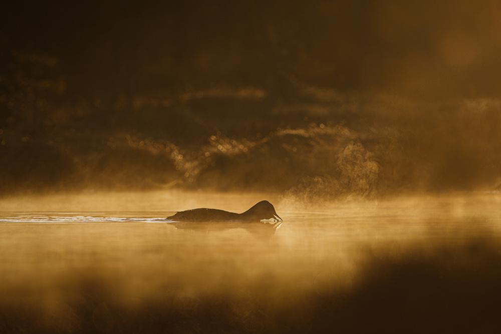 Call of the loon von Magnus Renmyr