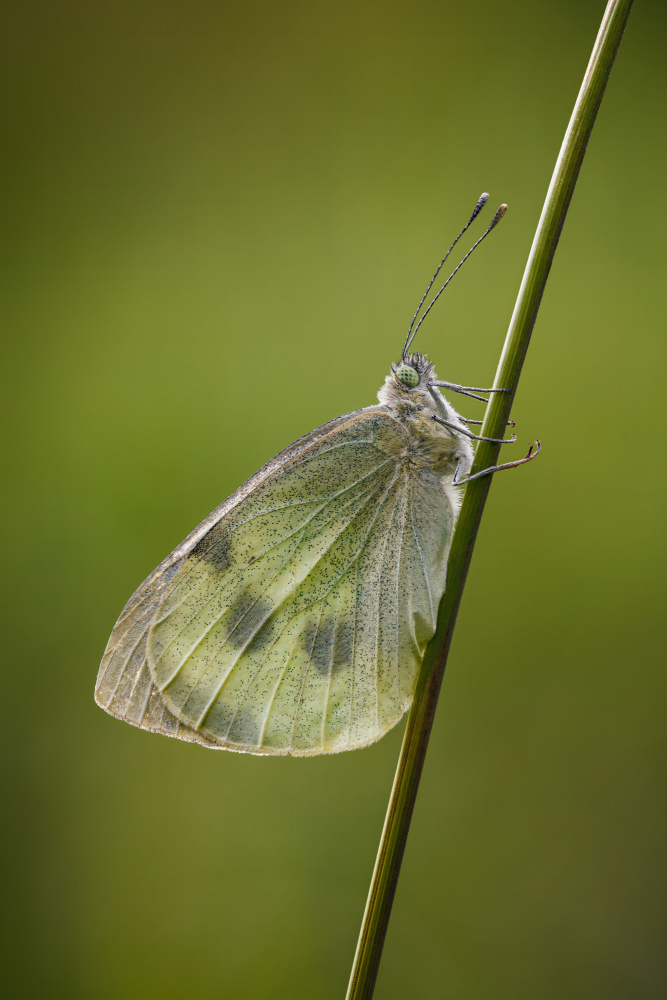 Butterfly on a straw von Magnus Renmyr