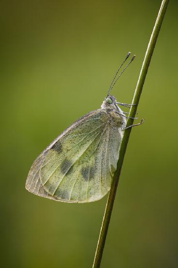 Butterfly on a straw