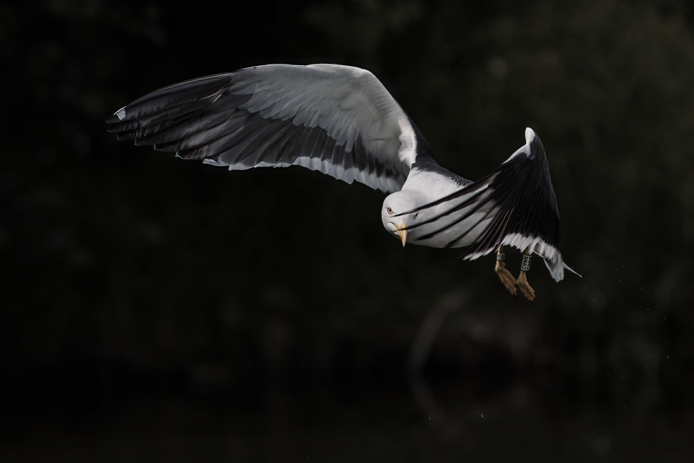 Shy lesser black-backed gull von Magnus Renmyr