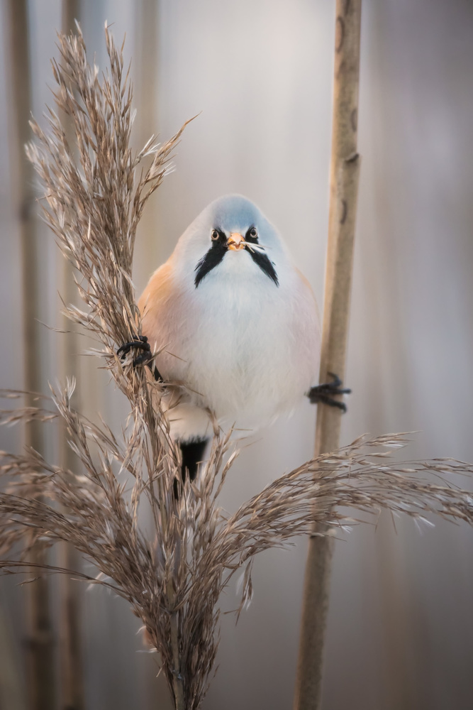 Backlit bearded reedling at sunset von Magnus Renmyr