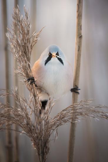 Backlit bearded reedling at sunset