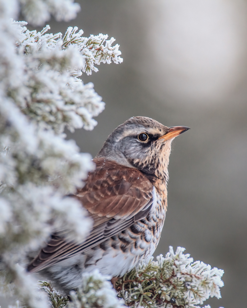 Fieldfare in a winter setting von Magnus Renmyr