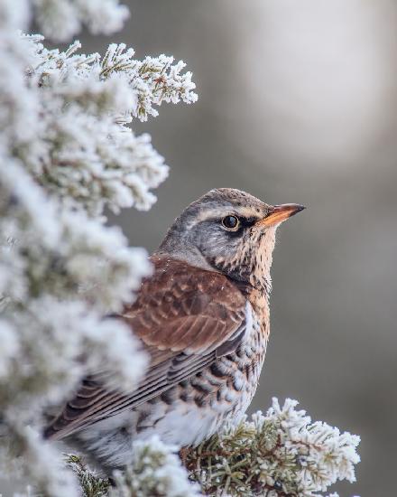 Fieldfare in a winter setting