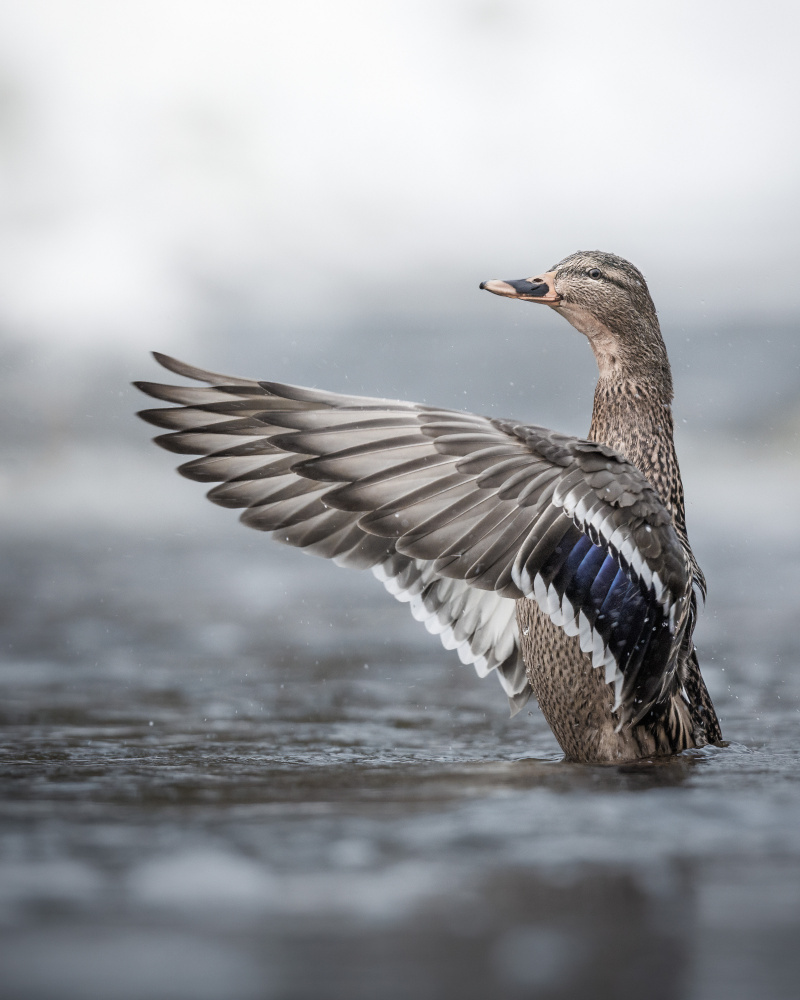 Female mallard with outstretched wings von Magnus Renmyr