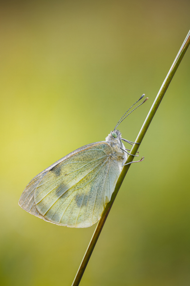 Cabbage white on a straw von Magnus Renmyr