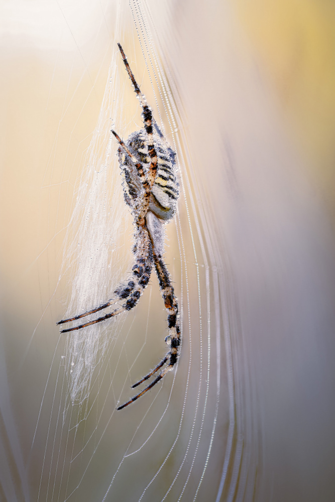 Wasp spider von Magnus Renmyr