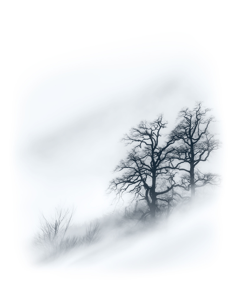 Trees in the mist von Majid Behzad