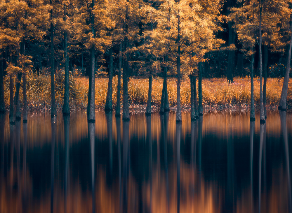 Trees in the Water von Majid Behzad