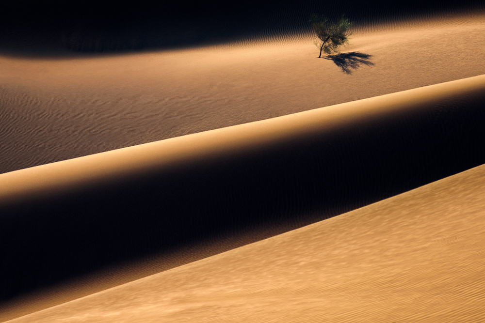 The Solitary Tree in the Desert von Majid Behzad