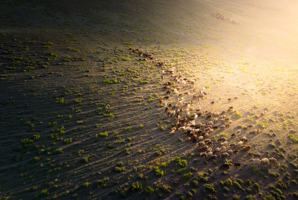 The sheep in Golden Light von Majid Behzad