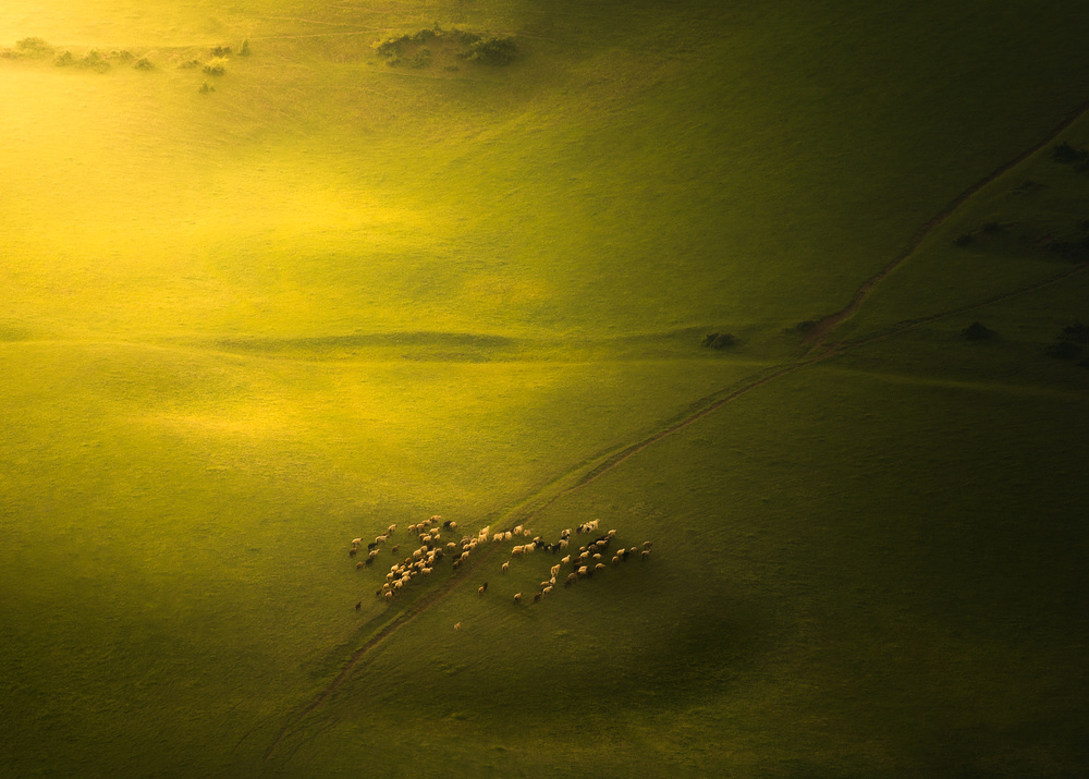 The Sheep in The Green Land von Majid Behzad