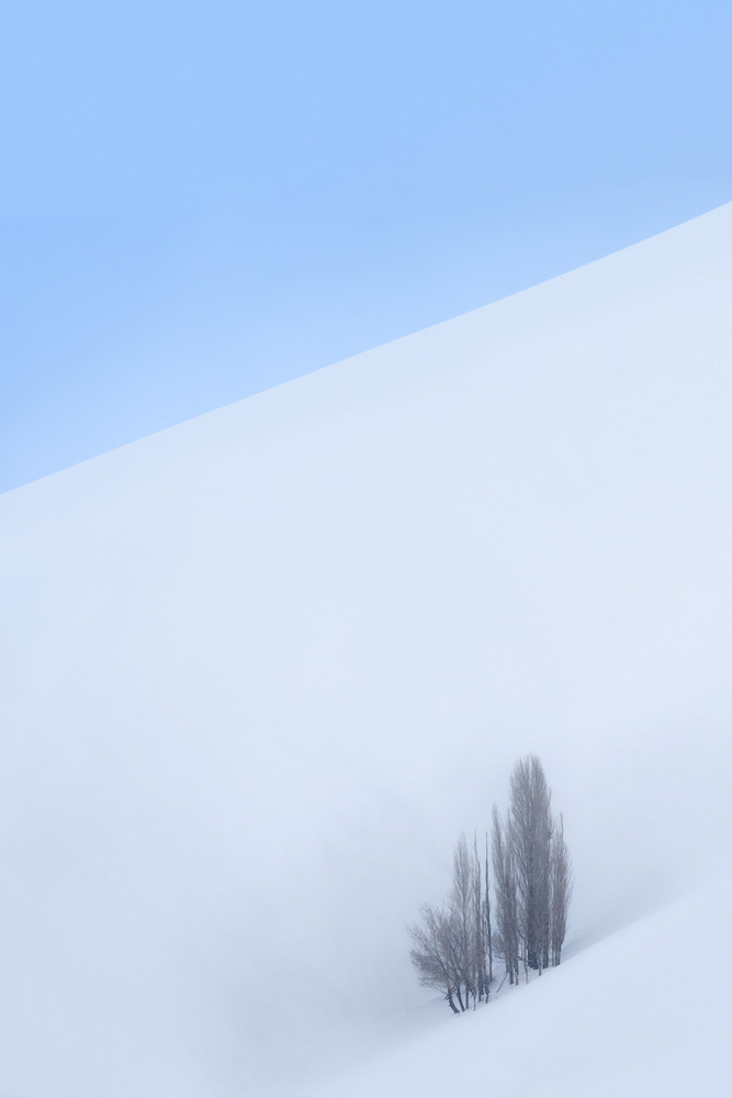 Single Tree in the Mountain von Majid Behzad