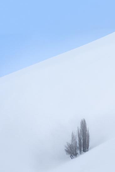 Single Tree in the Mountain