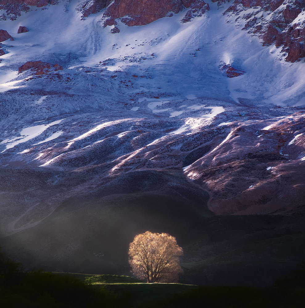 Golden Light and the Tree Alone von Majid Behzad