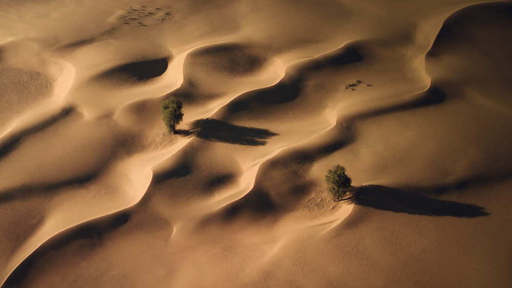 Life in the middle of Desert von Majid Behzad