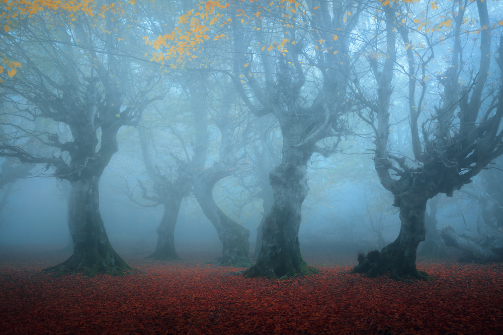 Posing in the Mist von Majid Behzad