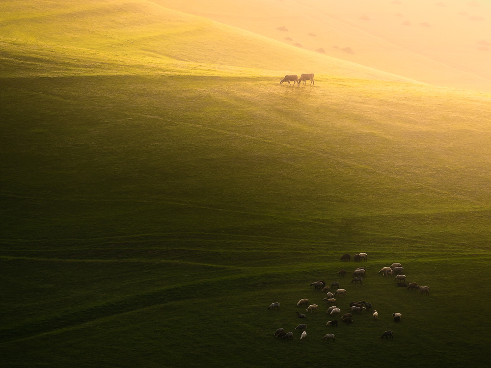 Livestock in the Farm von Majid Behzad