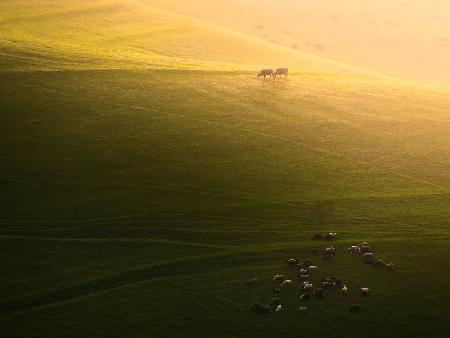 Livestock in the Farm