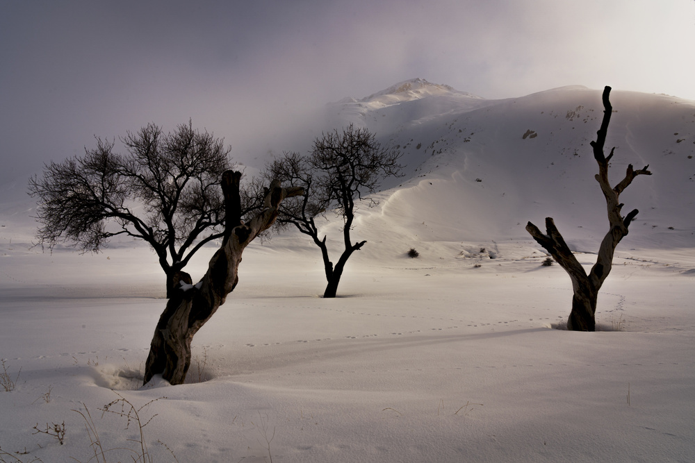 winter von Majid Hashemi