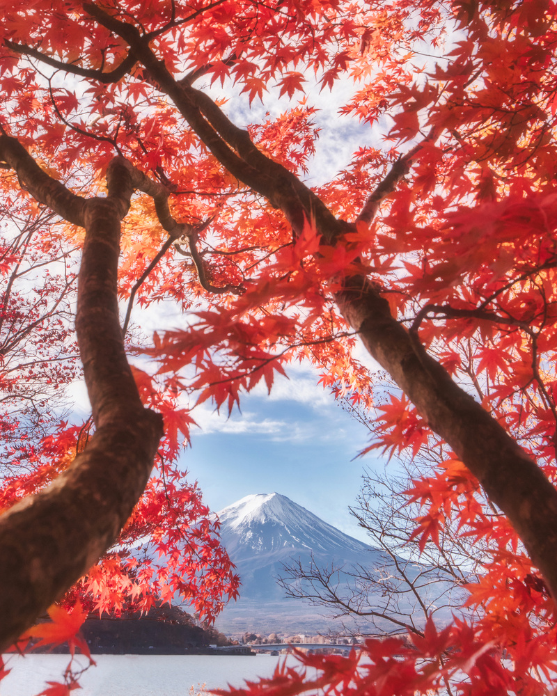 Mt.fuji is in the autumn leaves von Makiko Samejima