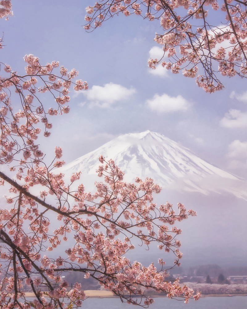 Mt.Fuji in the cherry blossoms von Makiko Samejima