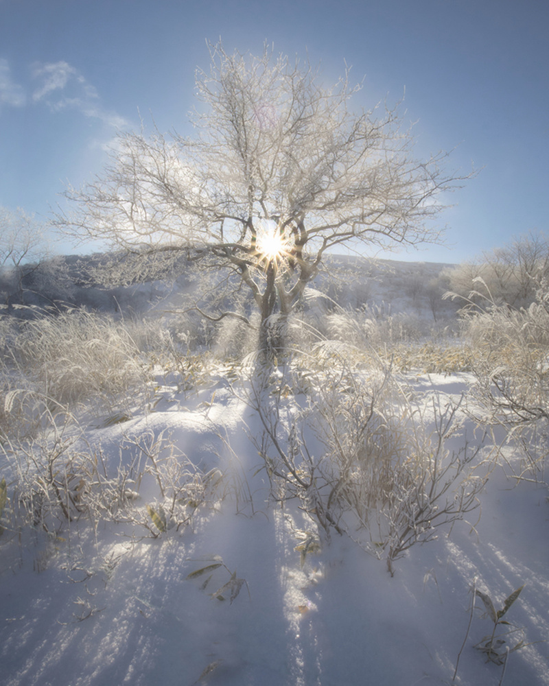 Winter morning in the mountain von Makiko Samejima