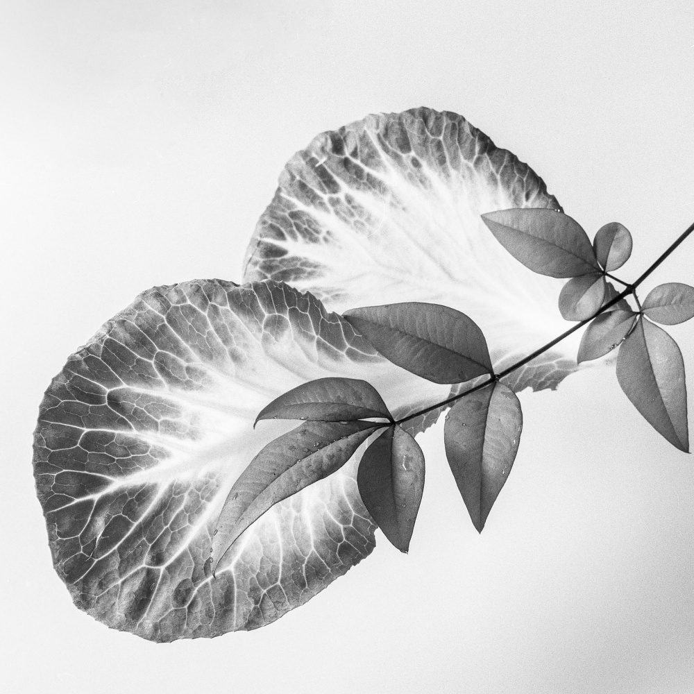 Leaves and a sprig von Makoto Inaba