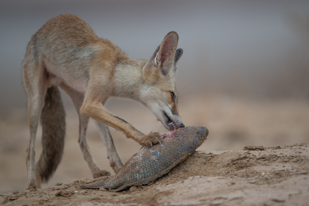 Arabian red fox von malekalhazzaa