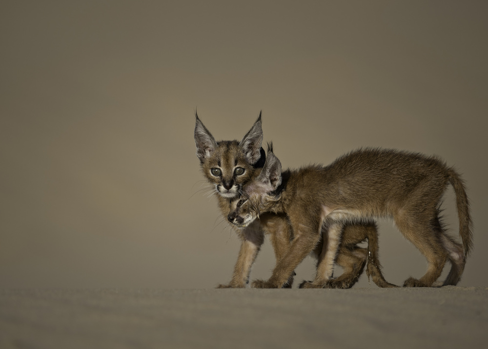 Caracal  schmitzi von malekalhazzaa