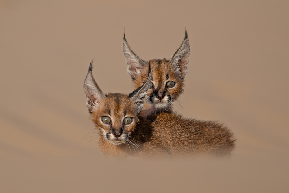 caracal schmitzi von malekalhazzaa