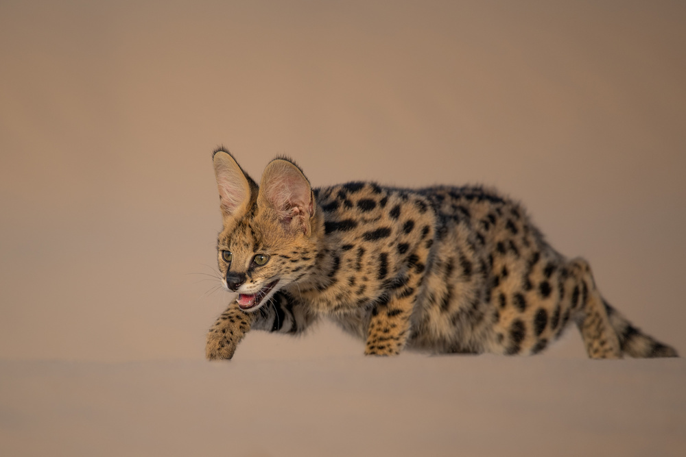 the serval von malekalhazzaa