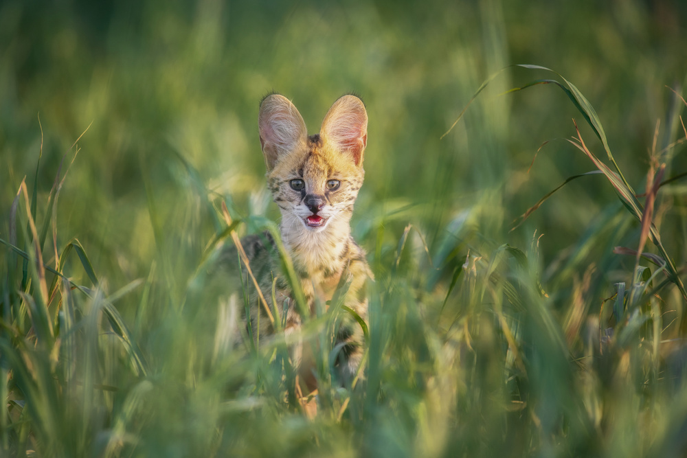 the serval von malekalhazzaa