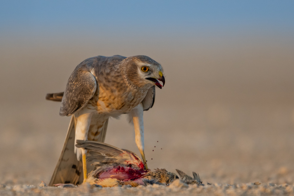 harrier von malekalhazzaa