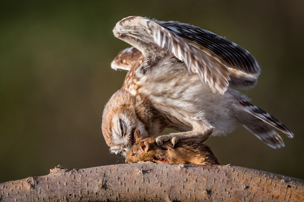 Little Owl von malekalhazzaa