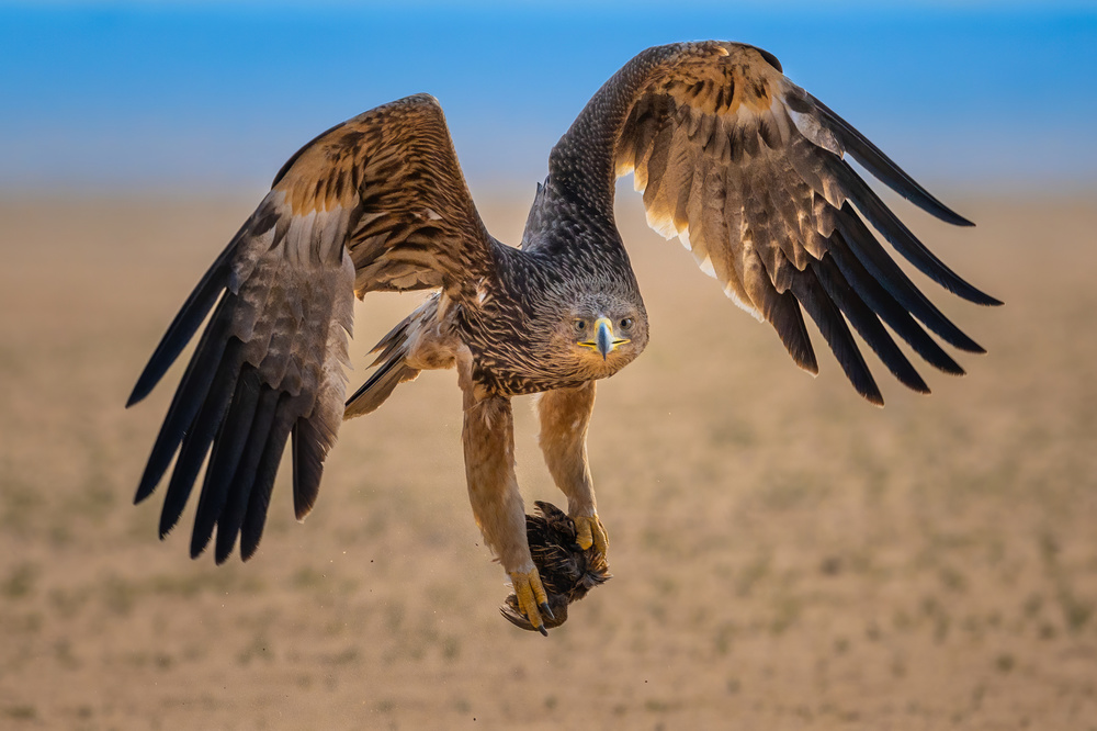 eastern-imperial-eagle von malekalhazzaa