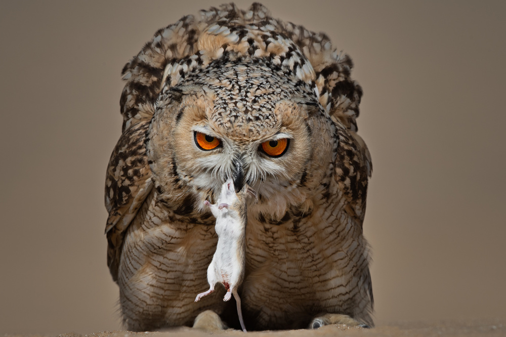 Pharaoh Eagle Owl von malekalhazzaa