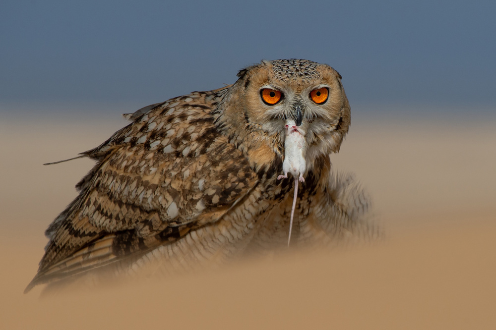 Pharaoh Eagle Owl von malekalhazzaa