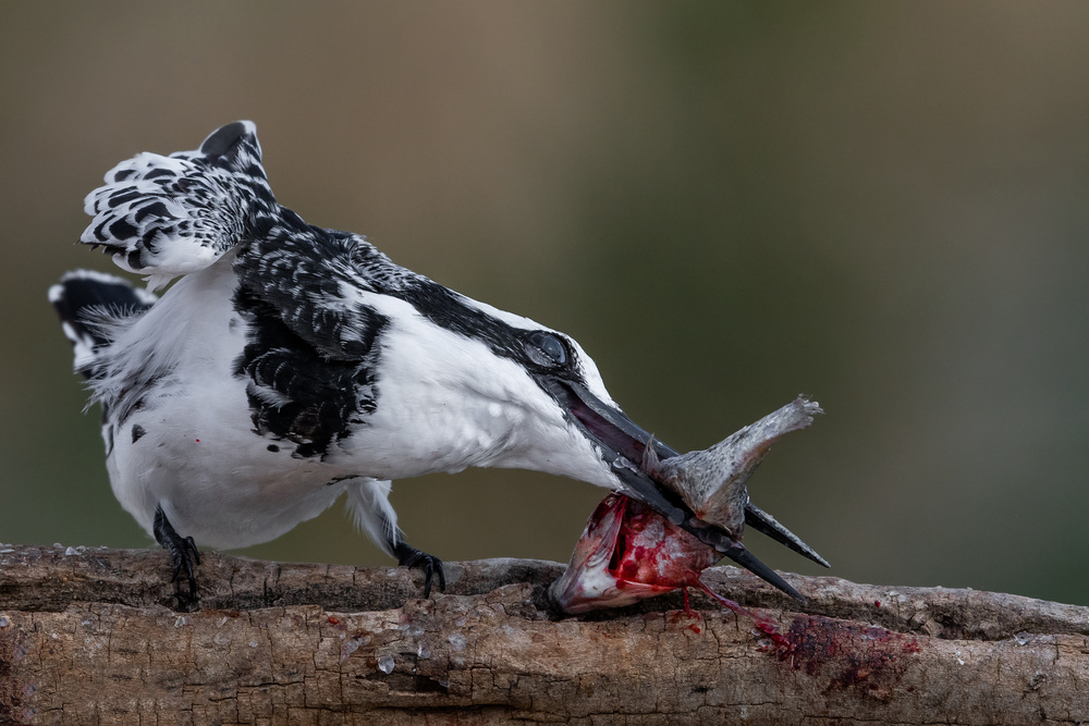 Pied Kingfisher von malekalhazzaa