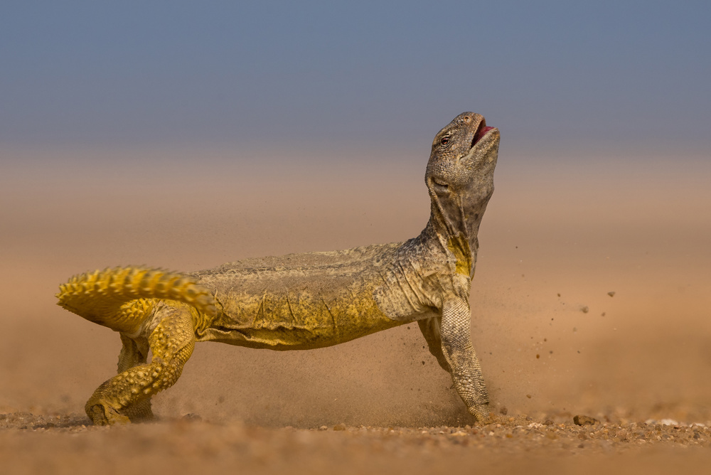 Anger Uromastyx von malekalhazzaa