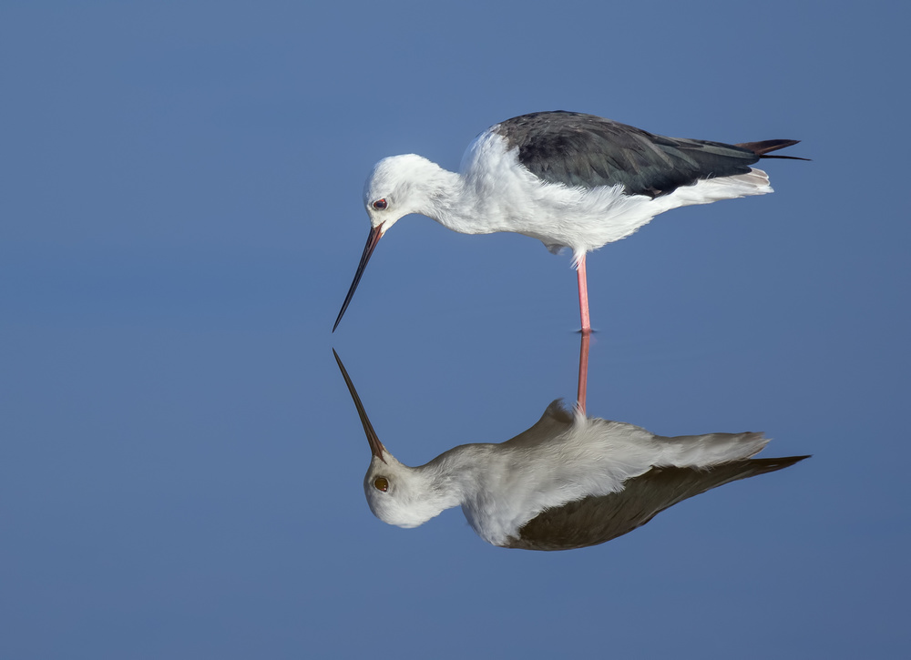 reflection von mallal moshe