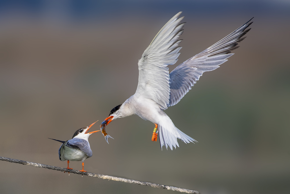 Feeding the chick von mallal moshe