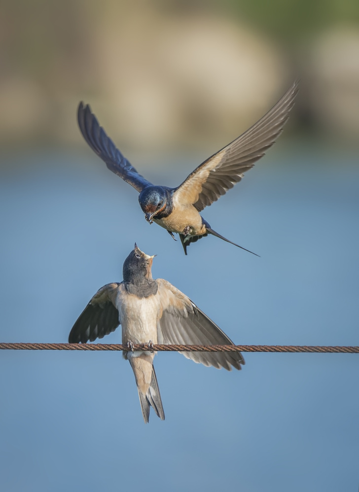 feeding von mallal moshe