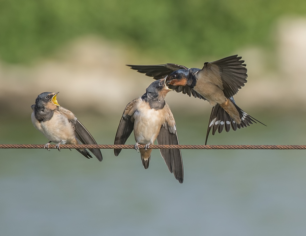 swallow von mallal moshe