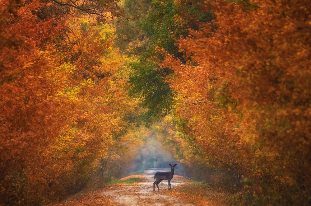 Autumn fantasy von Mandru Cantemir