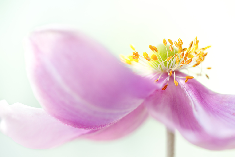 *Anemone* von Mandy Disher