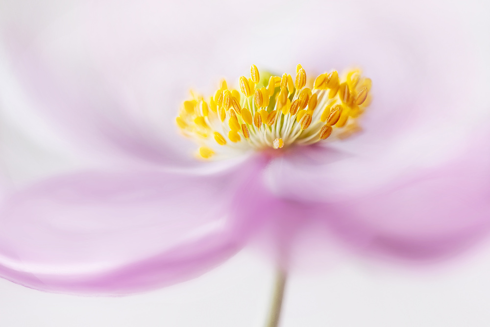 *Anemone* von Mandy Disher